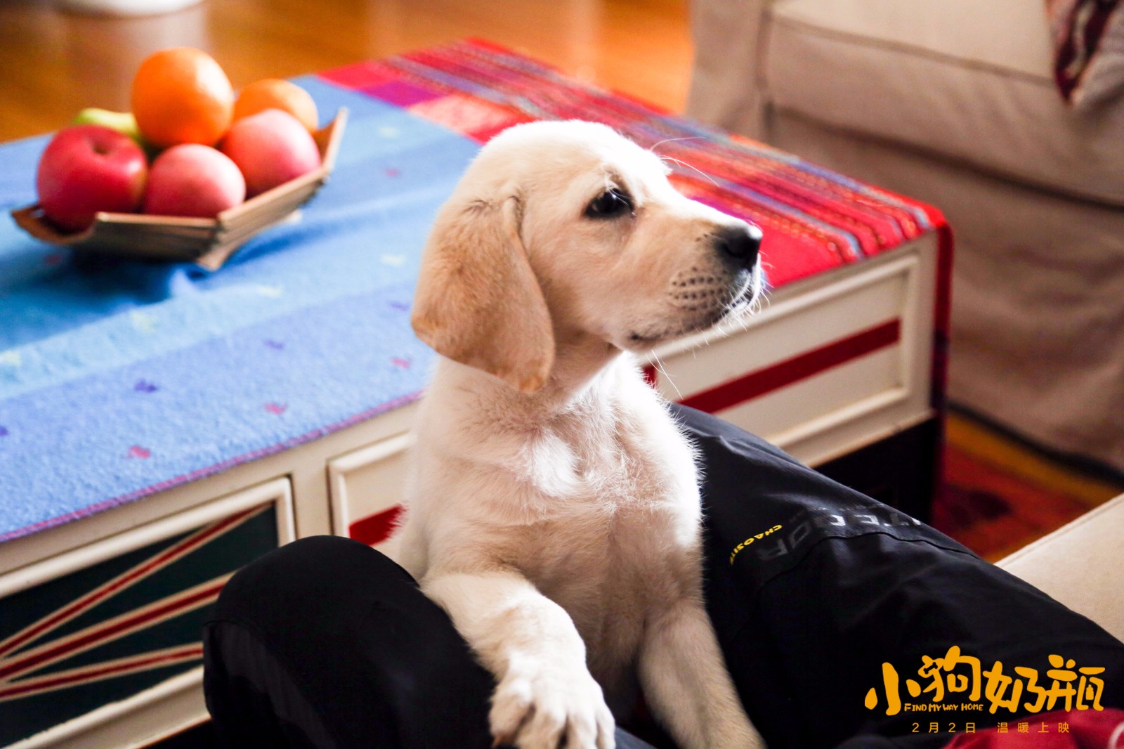 1516869376192119.jpg 小奶瓶在家中.jpg